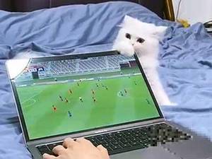猫都不看!宠物猫咬坏播放国足比赛的电脑屏幕